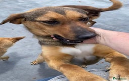 Mixed Breed dogs for adoption:  Lilija. 2 yrs old. Reserved stc. in Brixham - Image 5