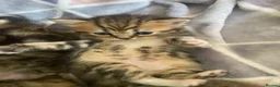 Mixed Breed cats for sale: Beautiful British shorthair mixed tabby kittens  - Advert 7