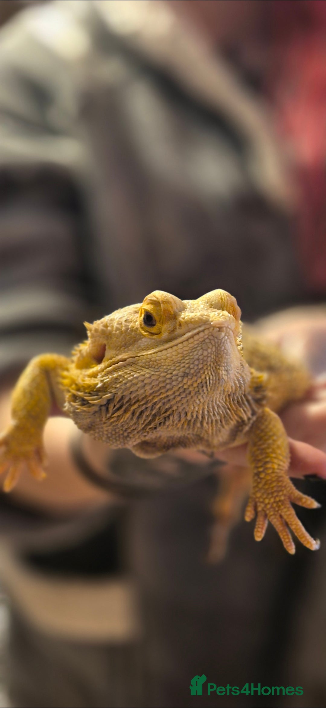 Bearded Dragon reptiles for sale: Full breeding setup  - Image 2