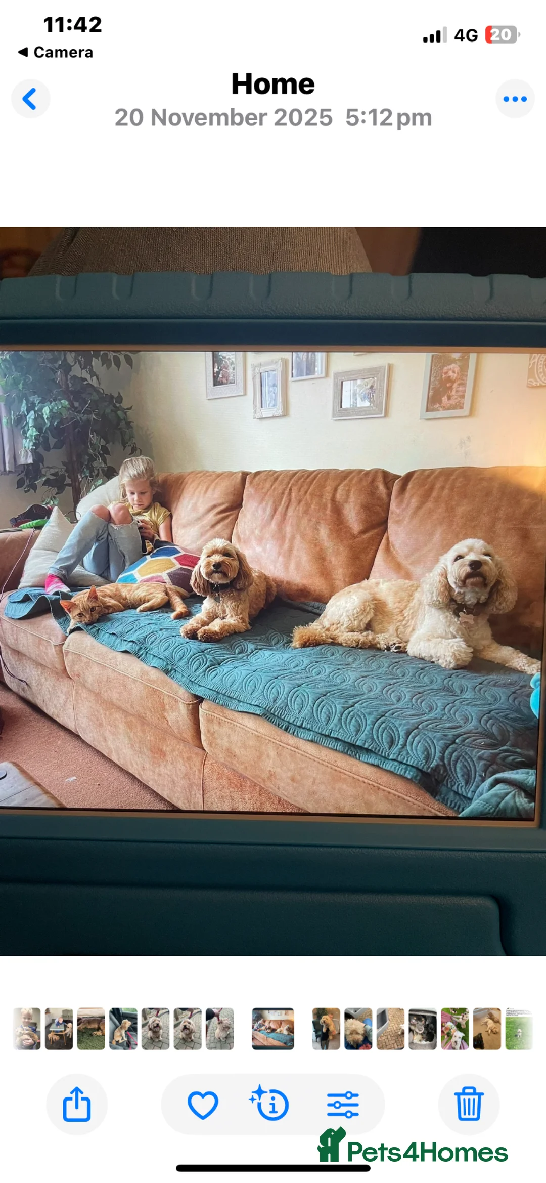 Cockapoo dogs for sale: Sisters a year apart need rehoming  - Advert 6