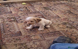 Cocker Spaniel dogs for sale: orange roan cocker spanial - Image 2