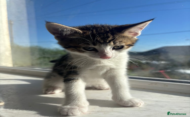 Mixed Breed cats - Advert 10