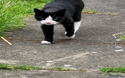 British Shorthair cats for sale: Adoption  - Image 3