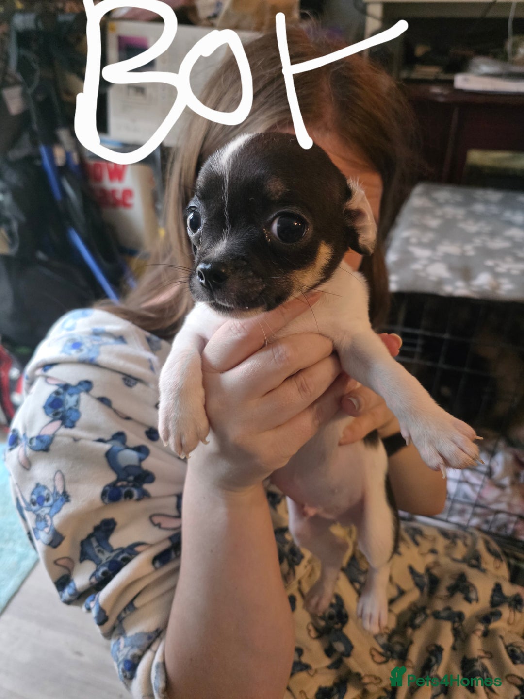 Chihuahua dogs for sale: Chihuahua puppies - Image 2