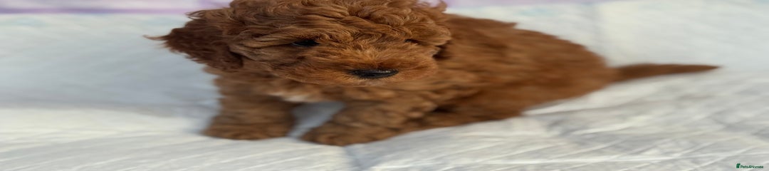 Cockapoo Puppy Green 