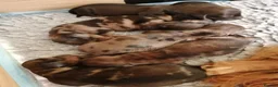 Dachshund dogs for sale: Mini Dachshunds long haired in Norwich - Advert 6