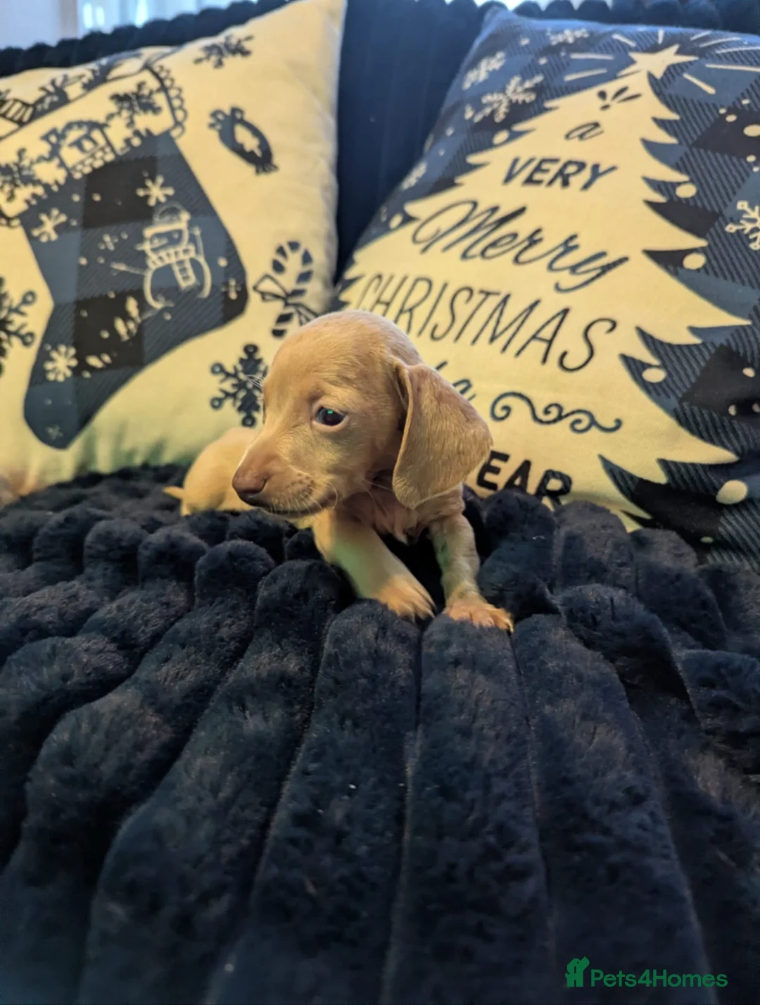 Miniature Dachshund dogs for sale: Miniature dachshund puppies  - Advert 34