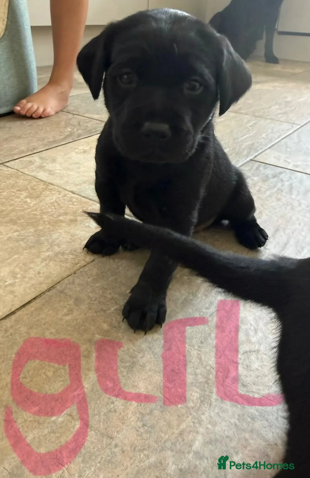 Labrador Retriever dogs for sale: Beautiful Working Lab pups - Advert 2