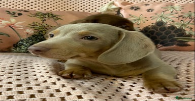 Miniature Dachshund dogs Miniature Dachshund puppies for sale  - Advert 6