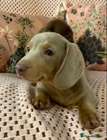 Miniature Dachshund dogs Miniature Dachshund puppies for sale - Advert 6