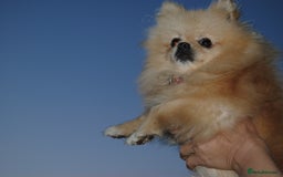 Pomeranian dogs for sale: Beautiful Cream Pomeranian Girl - 1 Year Old - Image 9
