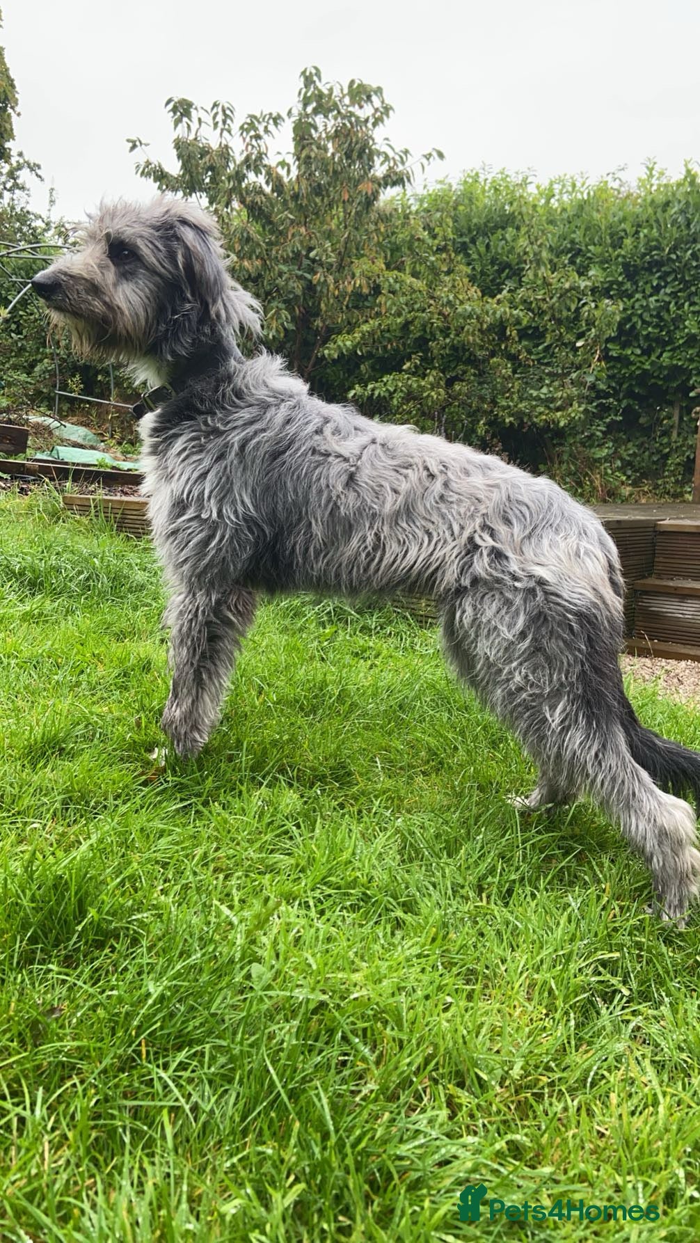 Lurcher dogs Bull grey x collie grey whippet bull - Advert 3