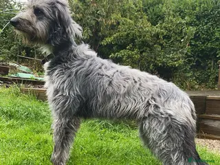 Lurcher dogs Bull grey x collie grey whippet bull - Advert 8