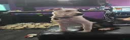 Mixed Breed dogs for sale: Lucifer - Advert 1