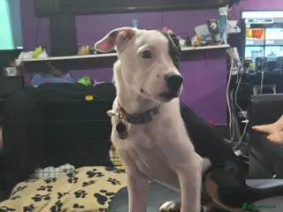 Mixed Breed dogs Lucifer - Advert 1
