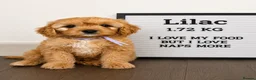 Cavapoo dogs for sale: Pedigree Cavapoo puppies health tested READY NOW - Advert 5