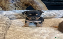 Jack Russell dogs for sale: 3 Jack Russell dog pups  - Image 3