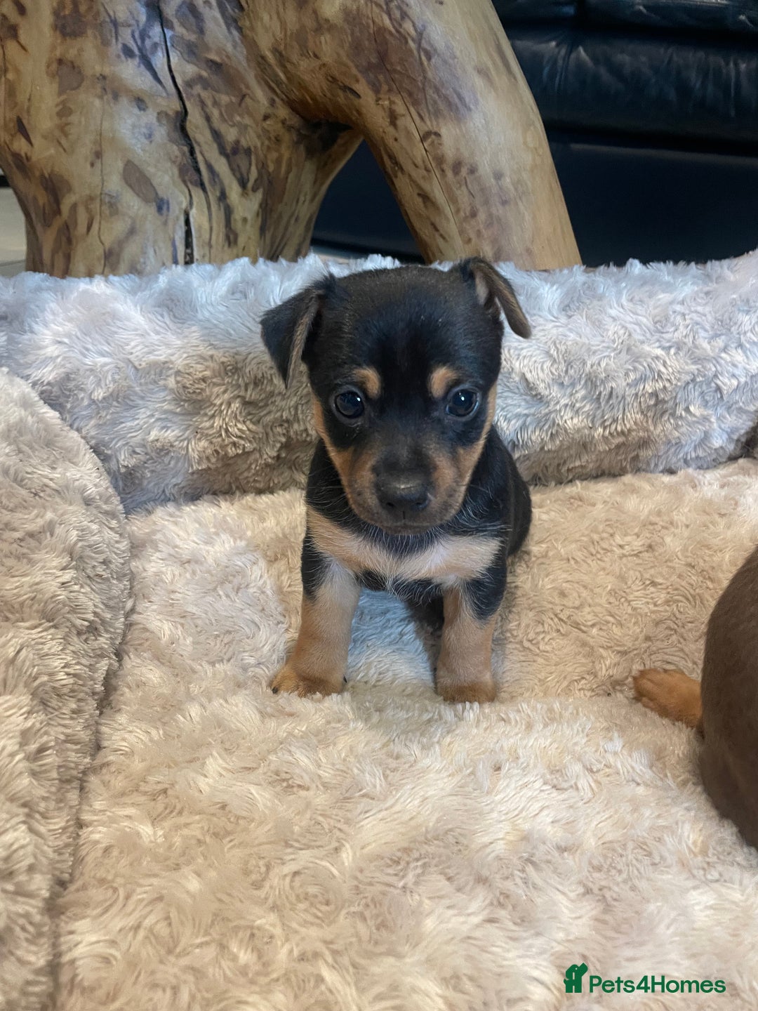 Jack Russell dogs for sale: 3 Jack Russell dog pups  - Image 3