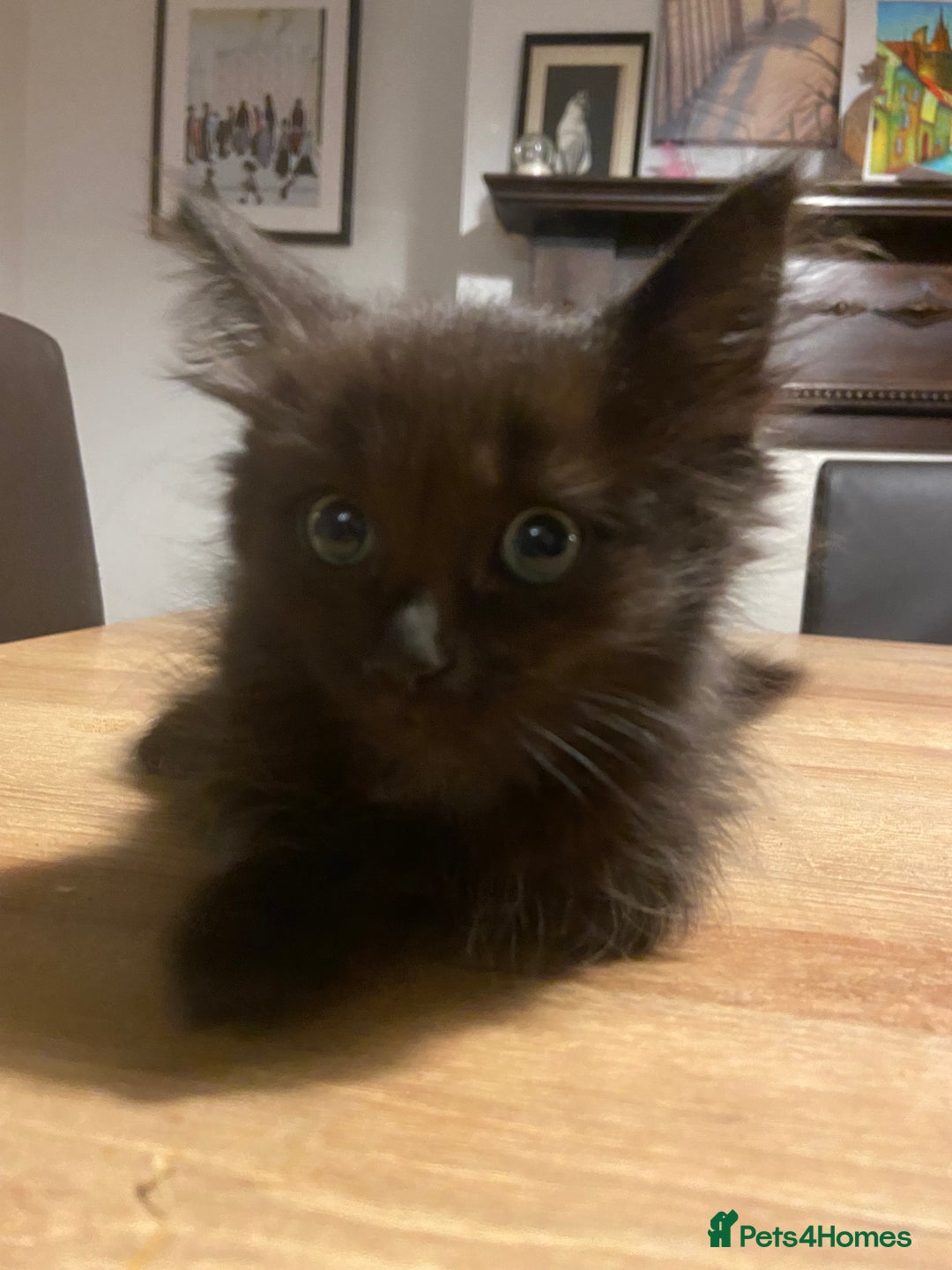 Mixed Breed cats for sale: Kittens, Cross Ragdoll - Image 6