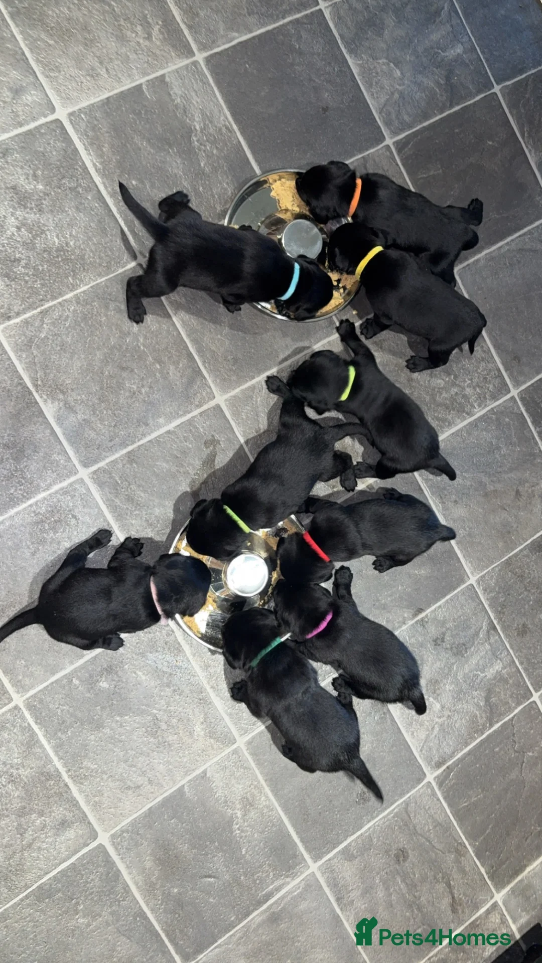 Labrador Retriever dogs for sale: Black Labrador Puppies in Kirkby Stephen - Advert 5