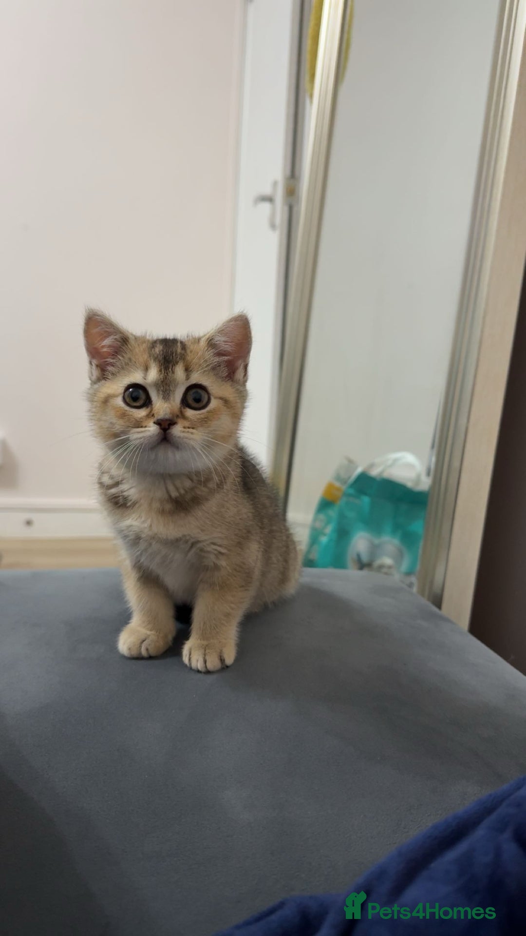 British Shorthair cats for sale: British shorthair kitten  - Advert 2