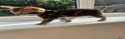 Bengal cats for sale: Bengal x kittens available  - Advert 11