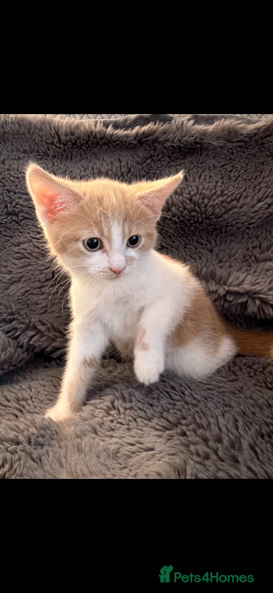 Maine Coon cats for sale: Maine Coon X British Shorthair  - Advert 4