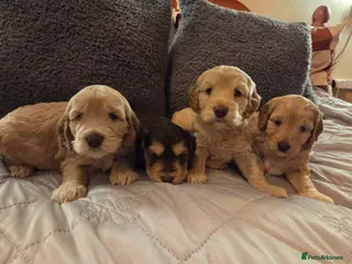 Cockapoo dogs Stunning litter of cockapoos ready soon - Advert 3