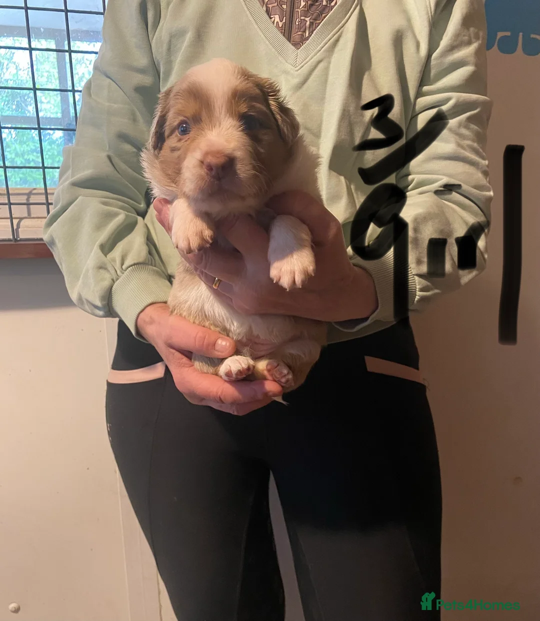 Border Collie dogs for sale: border collie puppies - Advert 4