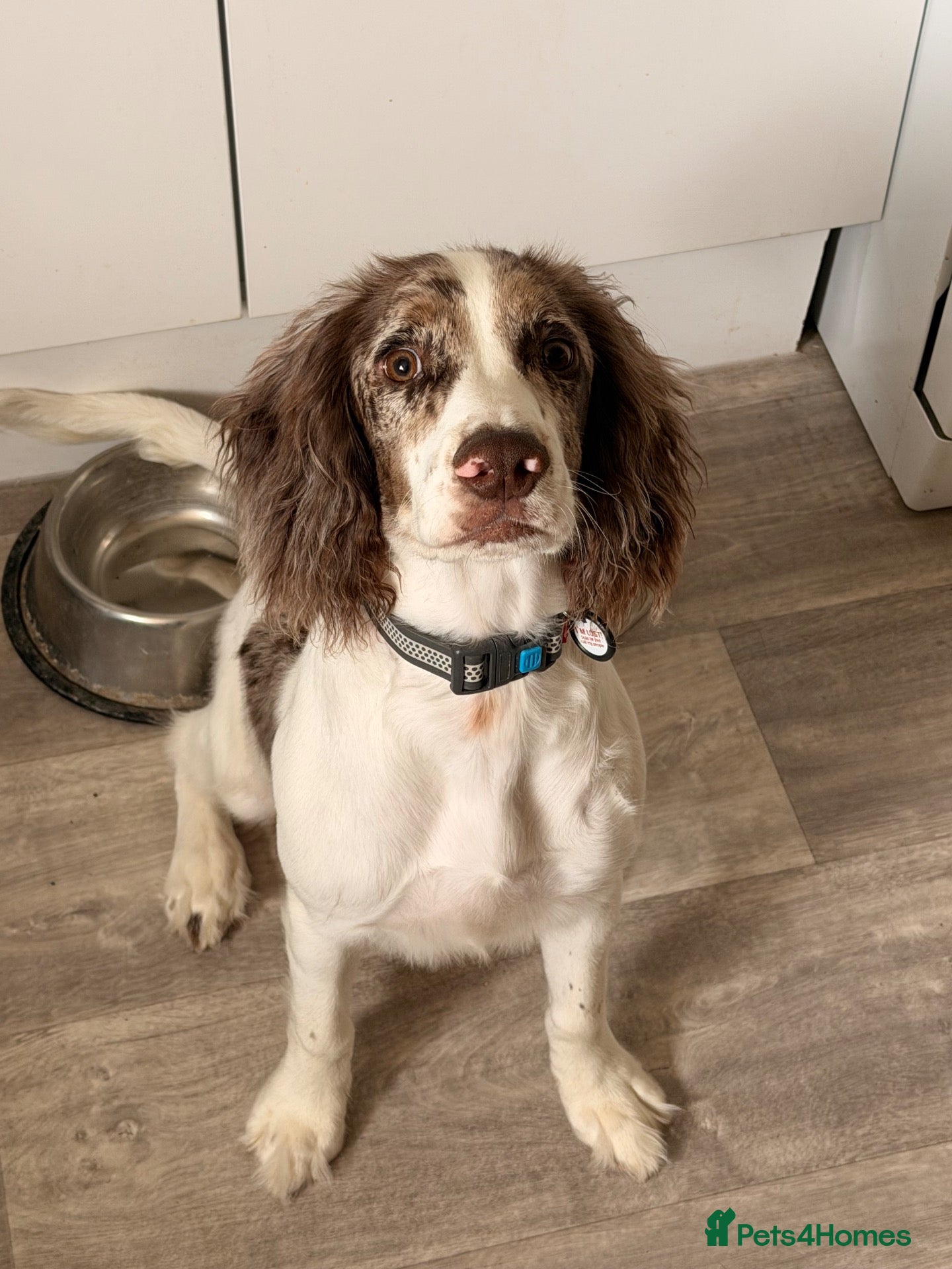 Sprocker dogs Milo 10 month old  - Advert 6