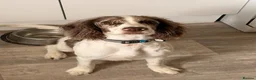 Sprocker dogs for sale: Milo 10 month old  in Newmarket - Advert 1