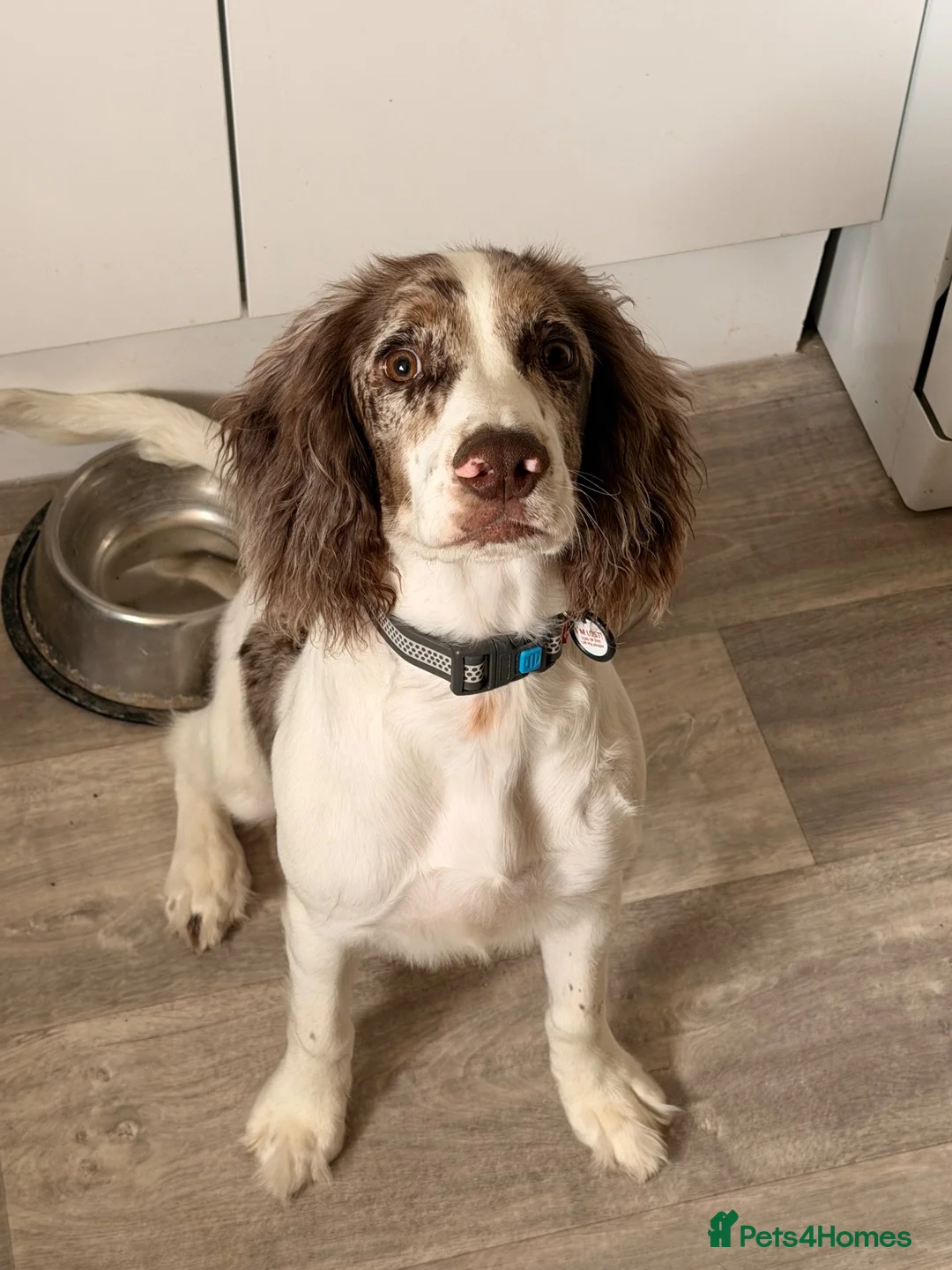 Sprocker dogs for sale: Milo 10 month old  in Newmarket - Advert 1