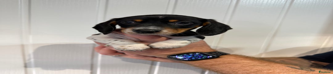 Miniature Dachshund Puppy 1