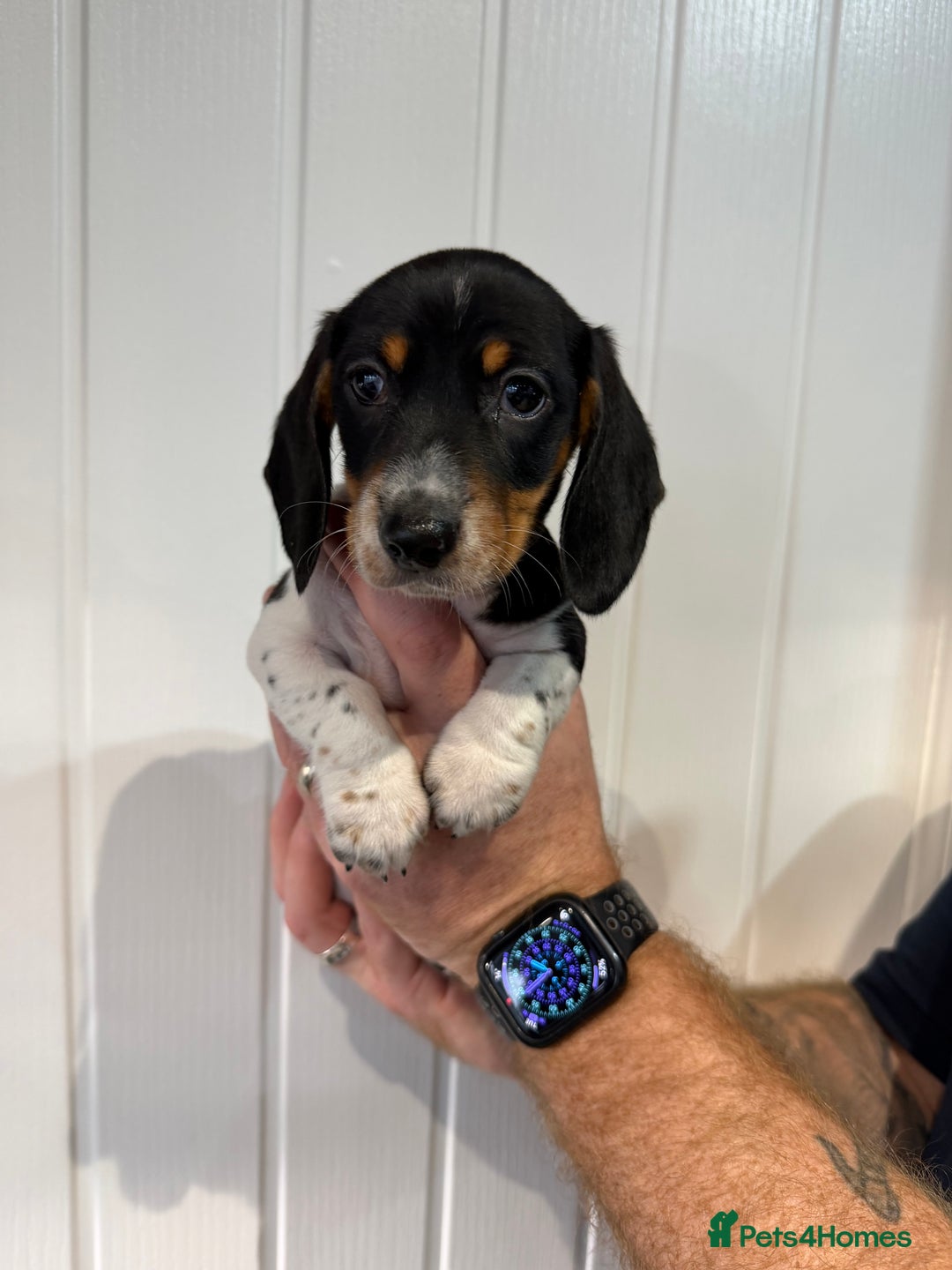 Miniature Dachshund dogs for sale: 2 miniature dachshund puppies  - Advert 7