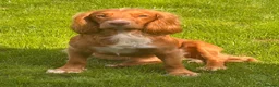 Cocker Spaniel dogs for stud: Simba working cocker spaniel  in Middlesbrough - Advert 3