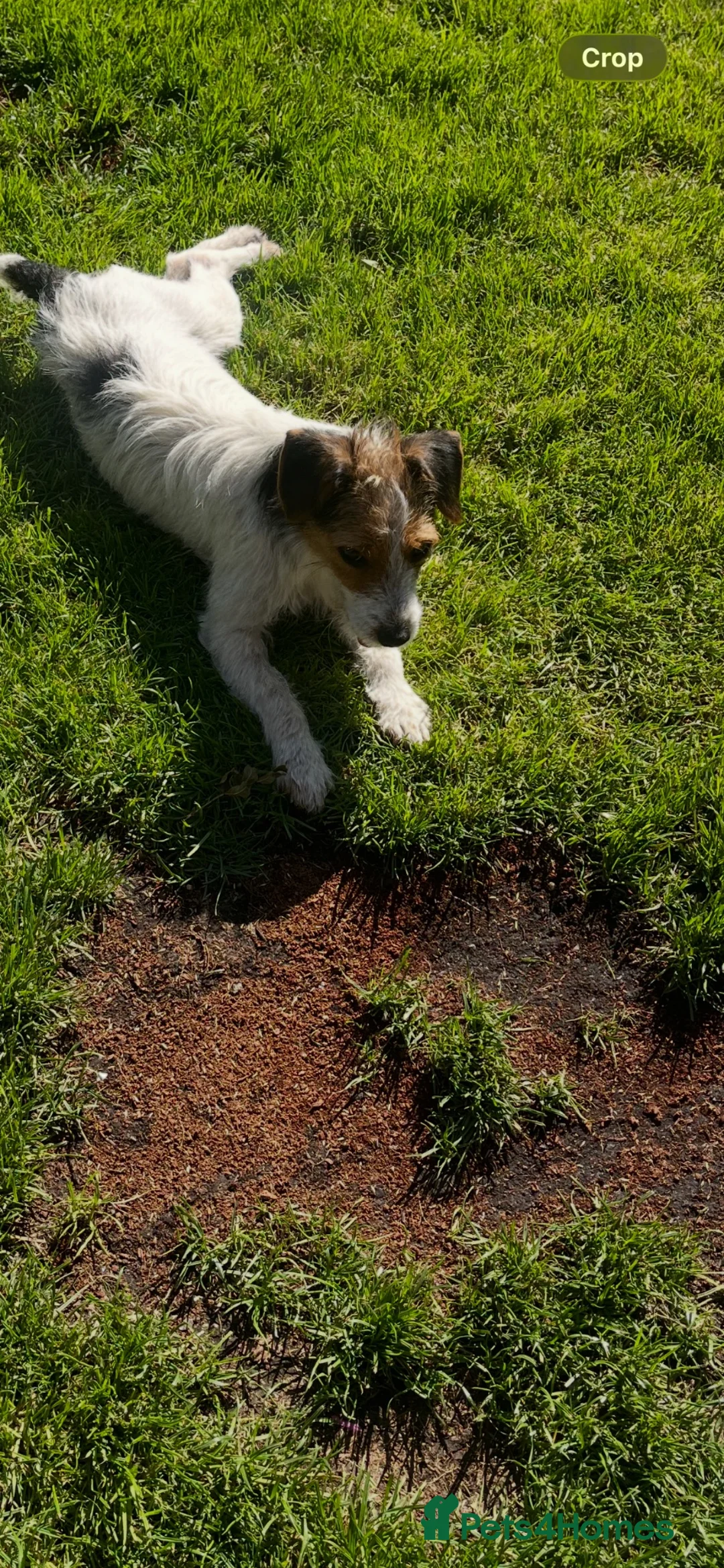 Jack Russell dogs for sale: 2 Jack Russell pups - Advert 2