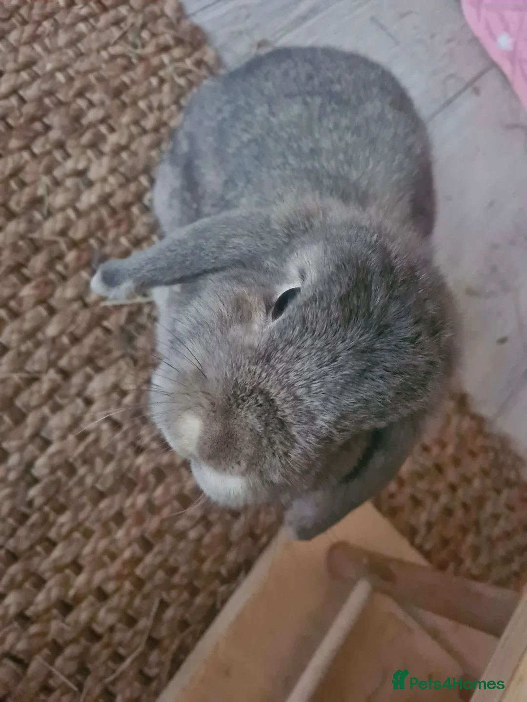 Mini Lop rabbits for sale: lone mini lop urgently looking for home - Advert 4