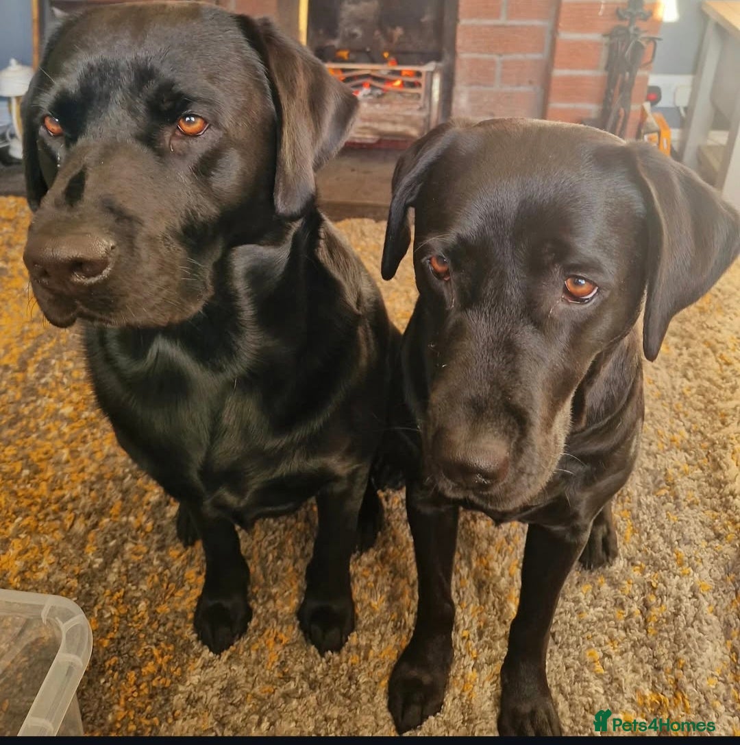 Labrador Retriever dogs for sale: Labrador  - Image 6