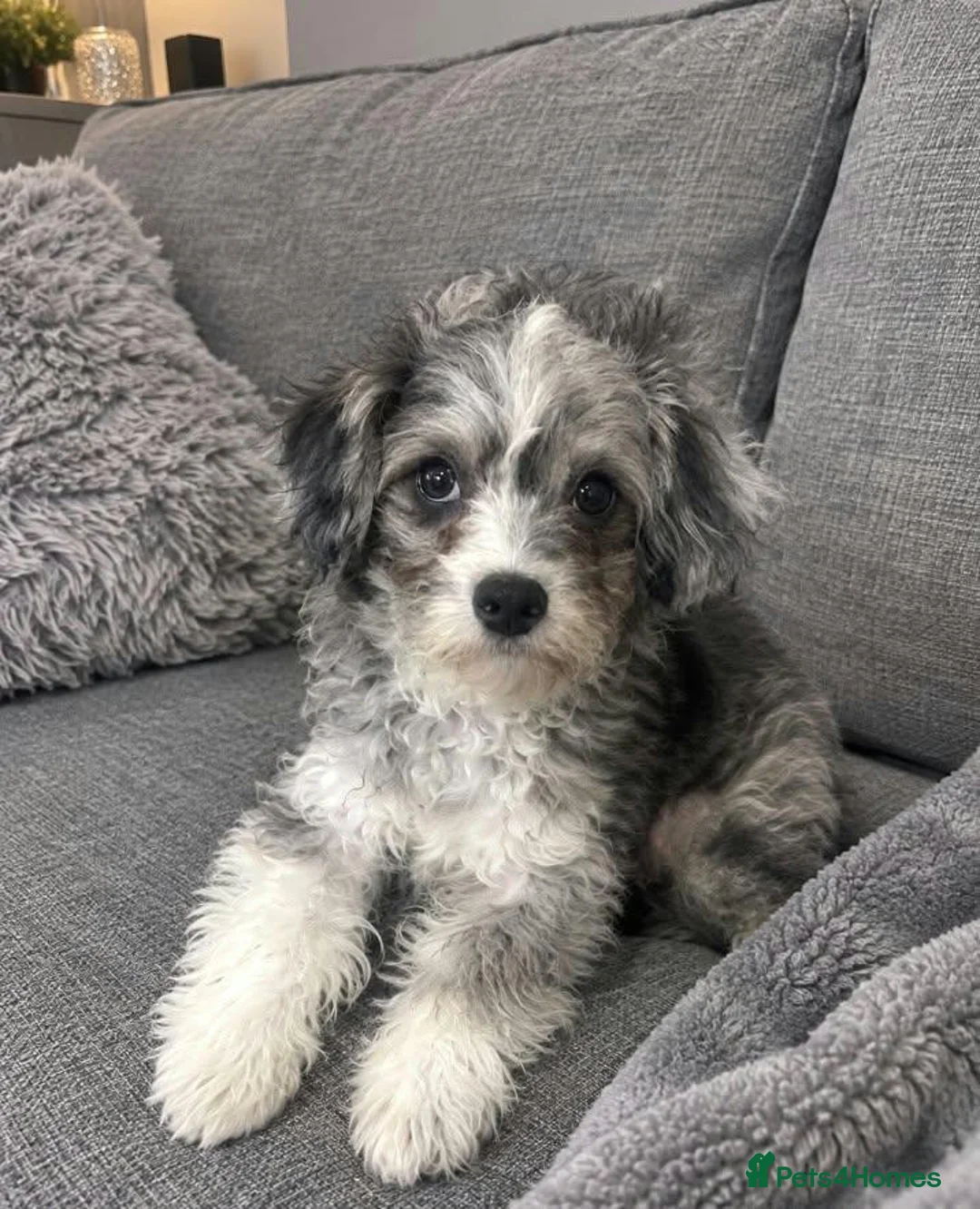 Shihpoo dogs for sale: Gorgeous shihpoo boy for sale  - Advert 2