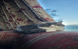 Siberian cats for sale: BEAUTIFUL REGISTERED SIBERIAN KITTENS  - Image 3