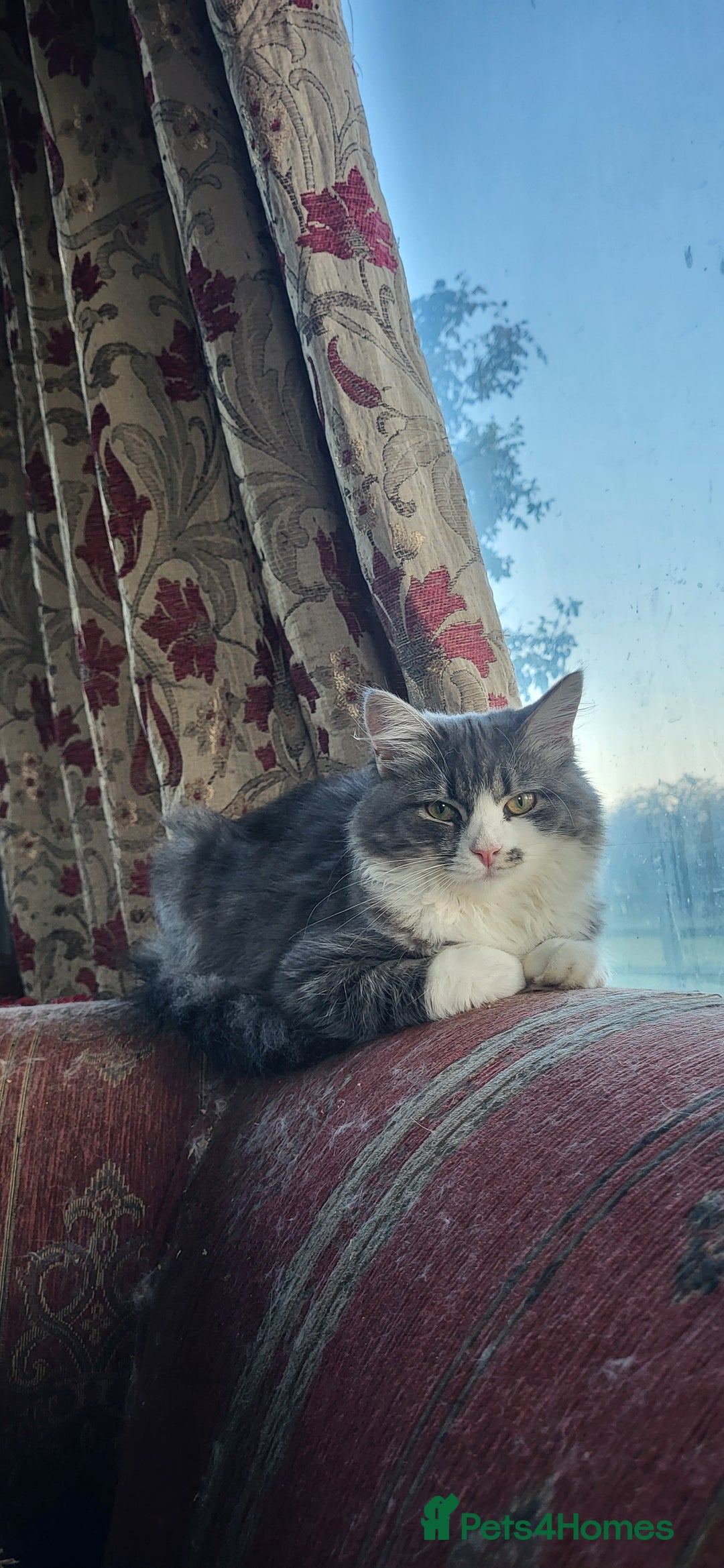 Siberian cats for sale: BEAUTIFUL REGISTERED SIBERIAN KITTENS  - Image 3