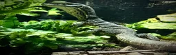 Monitor reptiles for sale: Baby Argus monitor - male  - Advert 1
