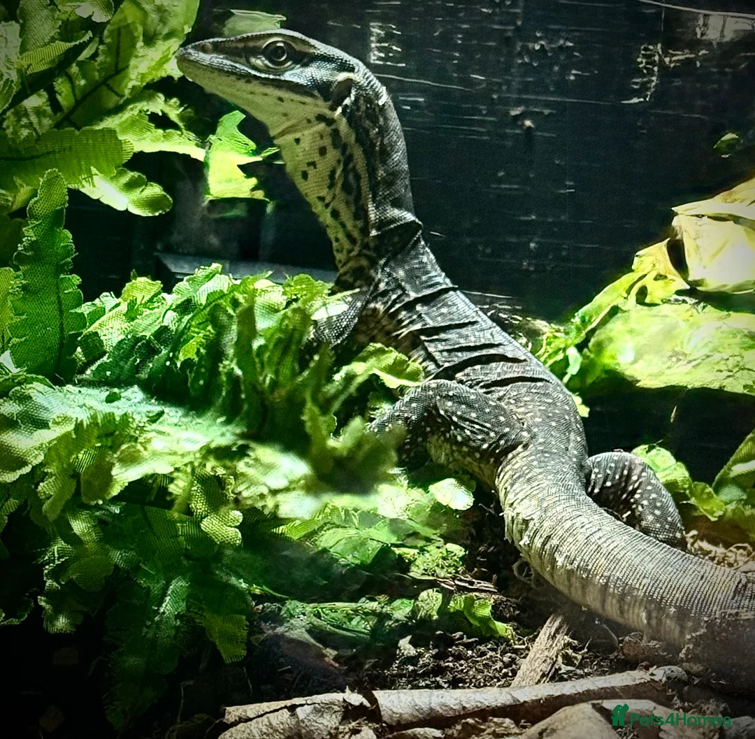 Monitor reptiles for sale: Baby Argus monitor - male  - Advert 1
