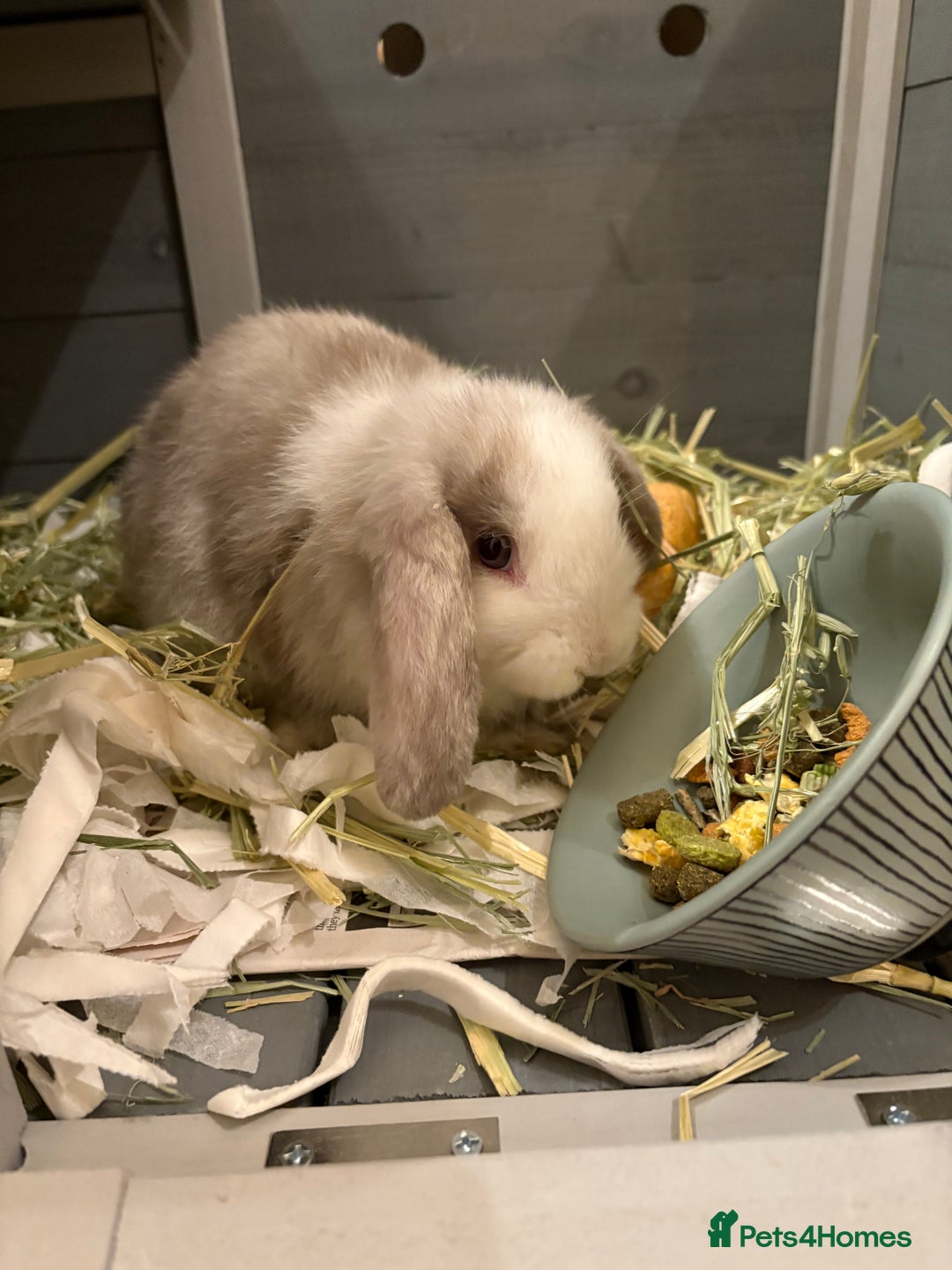 Mini Lop rabbits for sale: Mini lop for sale  - Advert 4