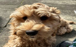 Cockapoo dogs for sale: Stunning little female cockapoo for sale - Image 3
