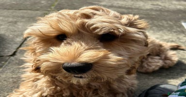 Cockapoo dogs - Advert 3