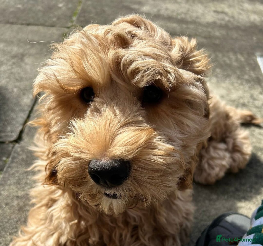 Cockapoo dogs for sale: Stunning little female cockapoo for sale - Image 3