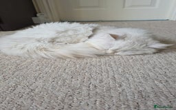 Persian cats for sale: White Persian Chinchilla ( OPAL ) - Image 1