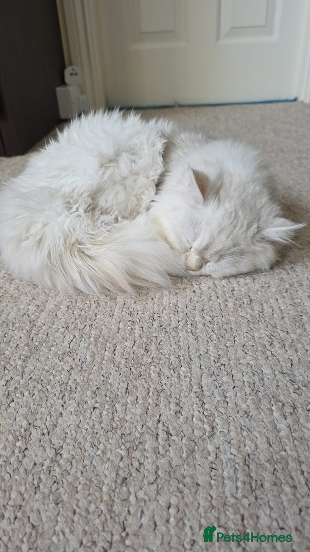 Persian cats for sale: White Persian Chinchilla ( OPAL ) - Image 1
