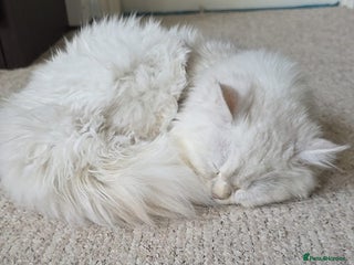 Persian cats - Advert 1